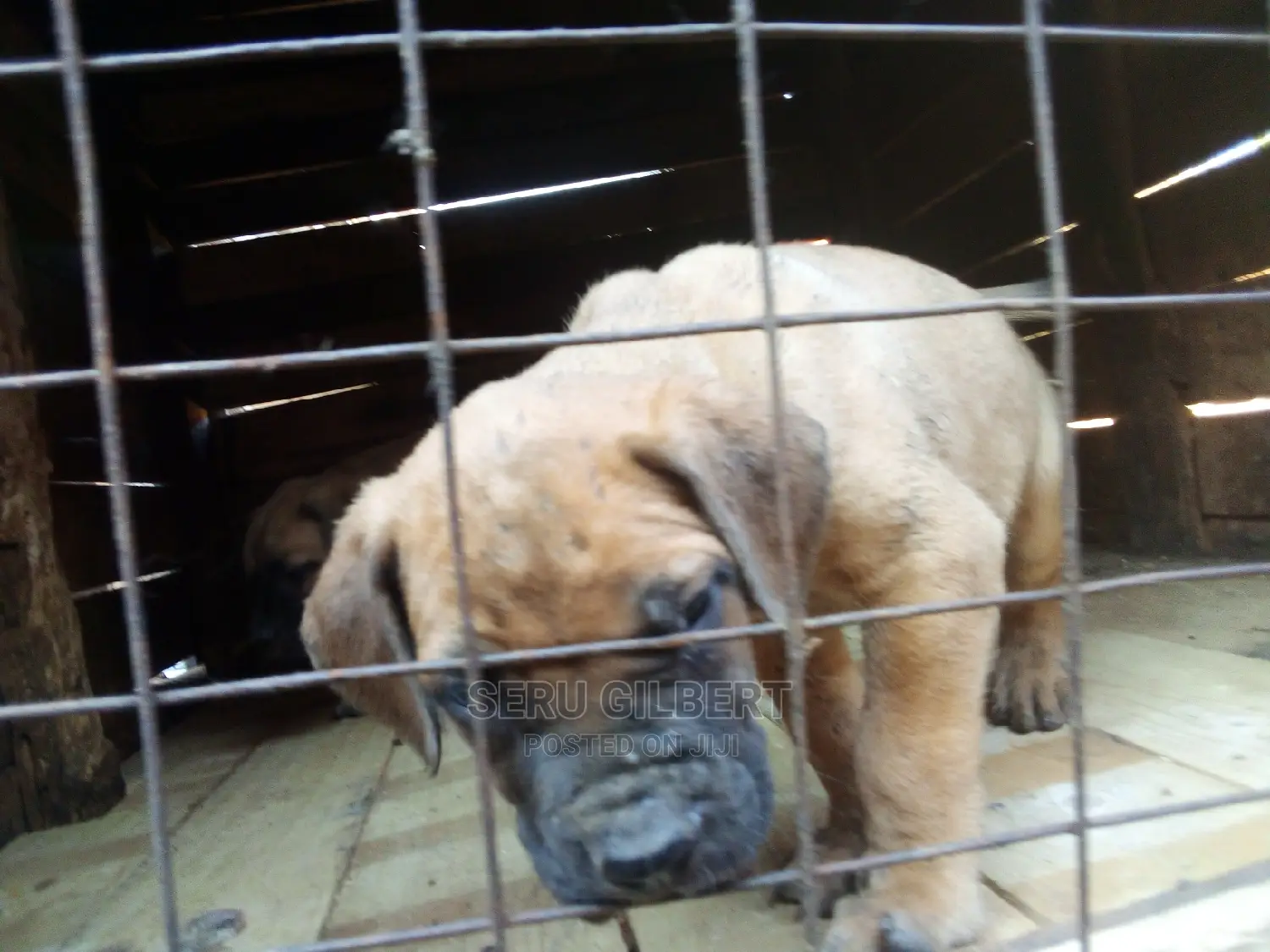 1-3 months Male Purebred Boerboel