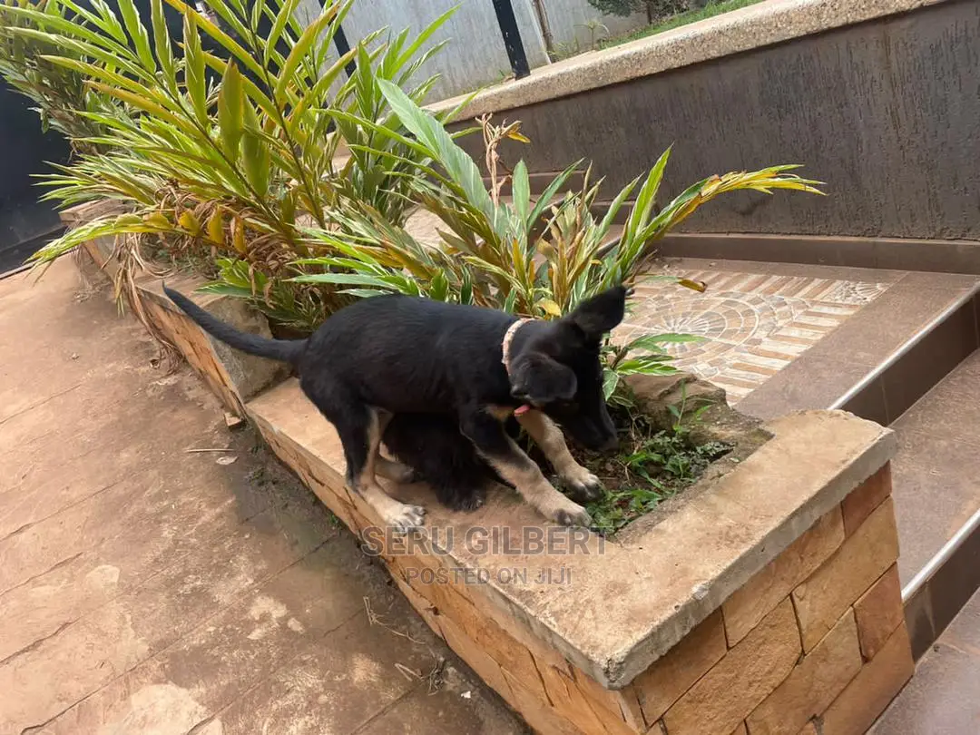 1-3 months Male Purebred German Shepherd