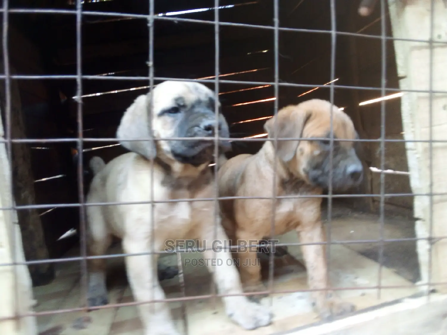 1-3 months Male Purebred Boerboel