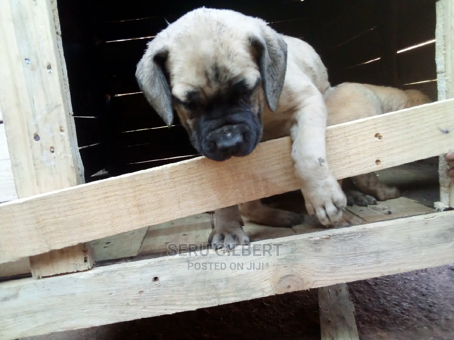 1-3 months Male Purebred Boerboel