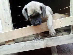 1-3 months Male Purebred Boerboel