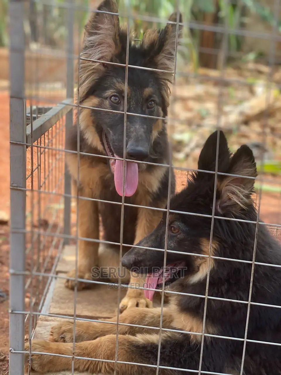 1-3 months Male Purebred German Shepherd