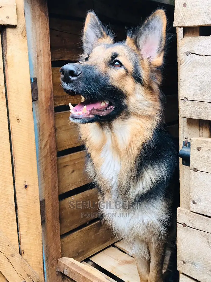 1-3 months Male Purebred German Shepherd