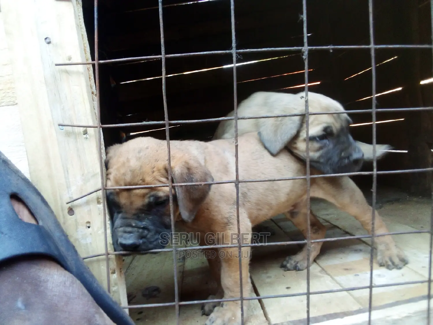 3-6 months Male Purebred Boerboel