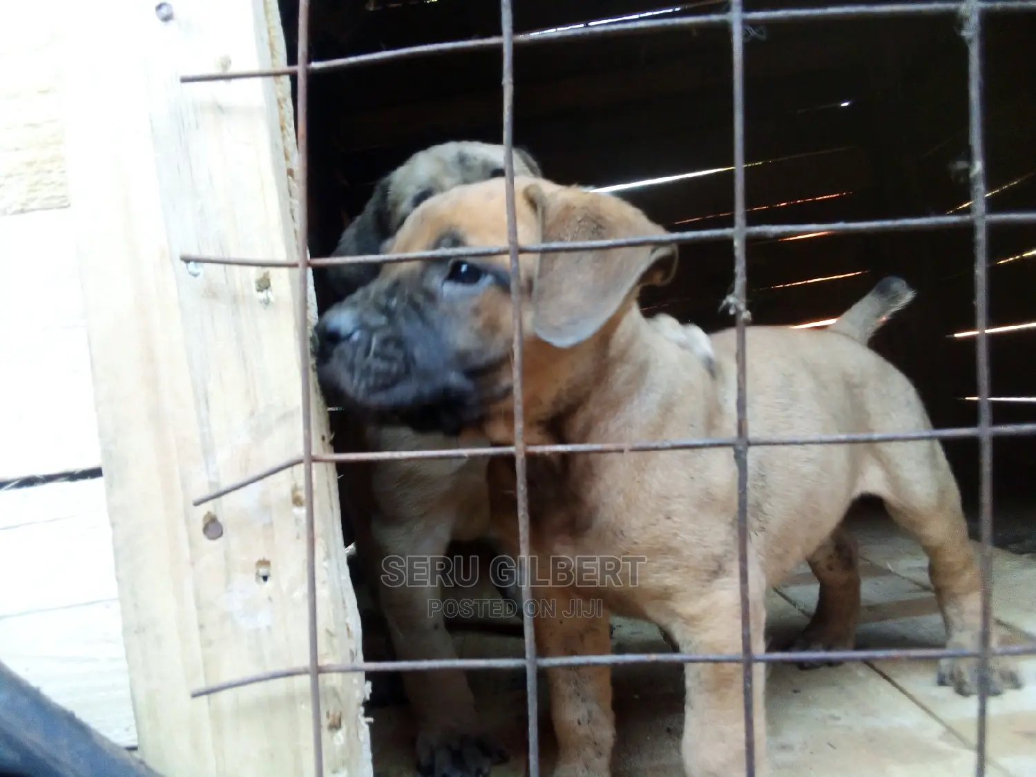 0-1 month Male Purebred Boerboel