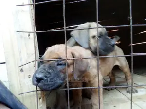 0-1 month Male Purebred Boerboel