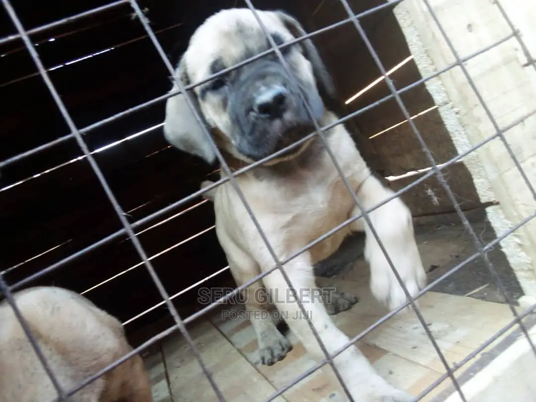 1-3 months Female Purebred Boerboel