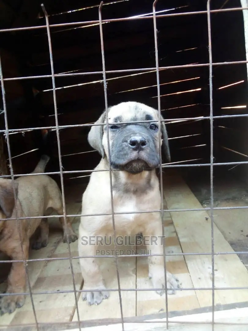 1-3 months Female Purebred Boerboel