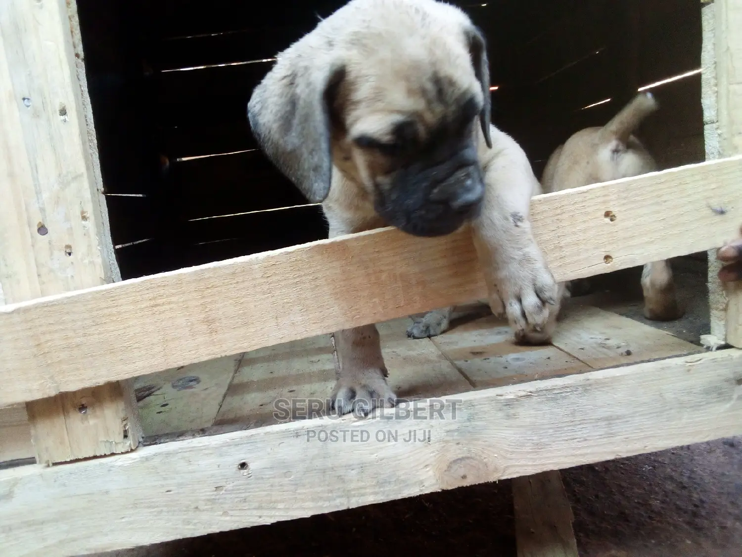 1-3 months Female Purebred Boerboel