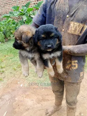 0-1 month Male Purebred German Shepherd