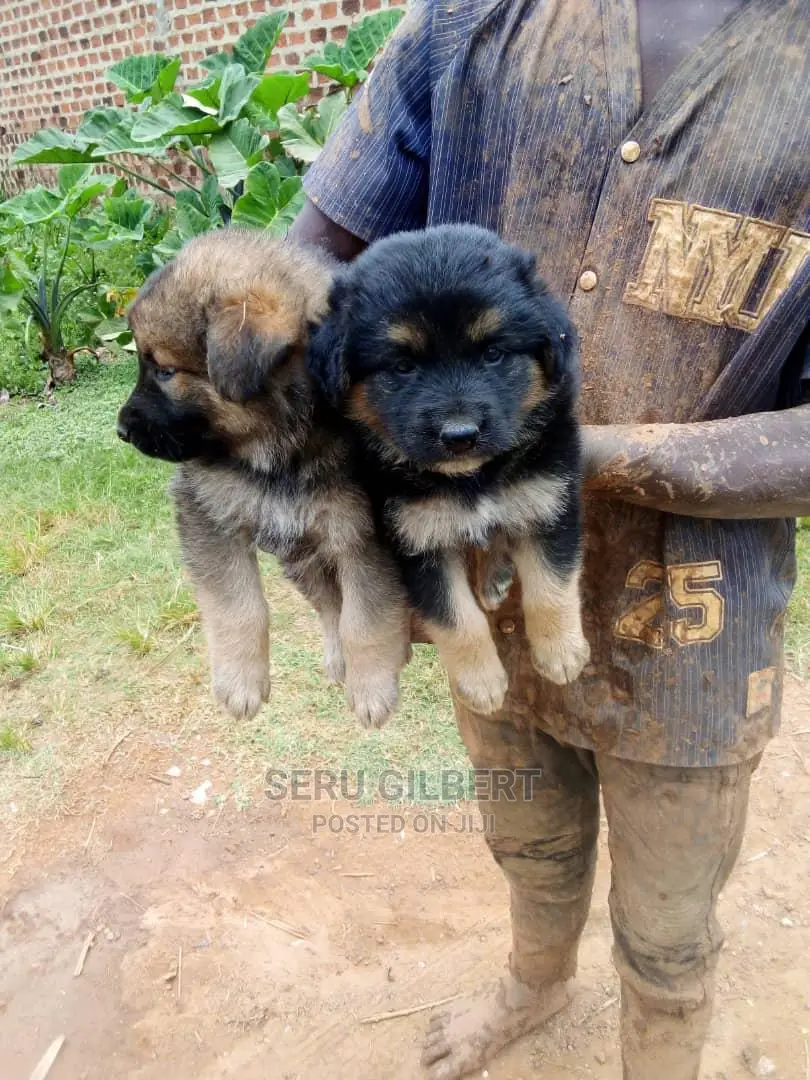 0-1 month Male Purebred German Shepherd