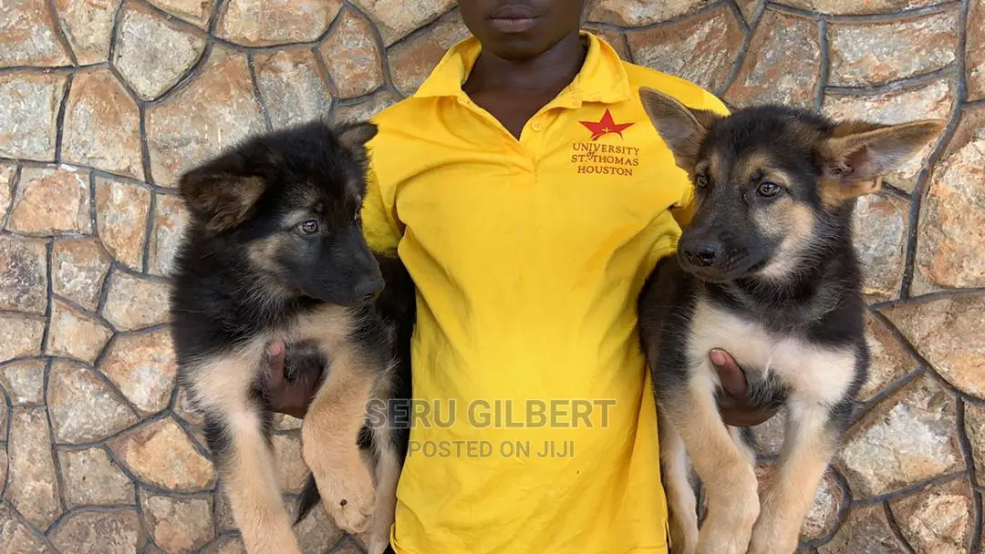 3-6 months Male Purebred German Shepherd