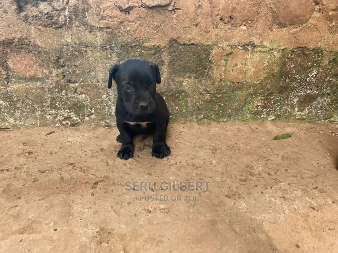 3-6 months Female Purebred Boerboel