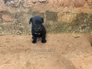 3-6 months Female Purebred Boerboel
