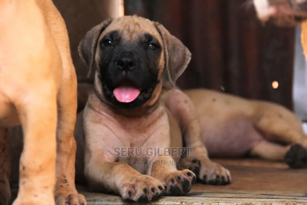 3-6 months Male Purebred Boerboel
