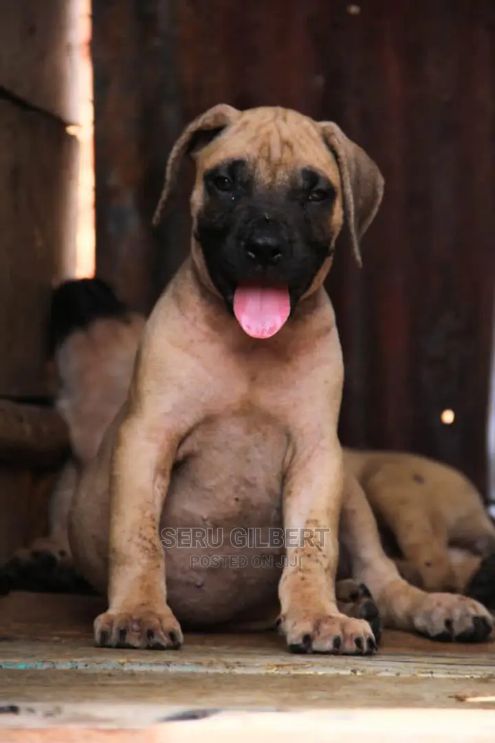 3-6 months Male Purebred Boerboel