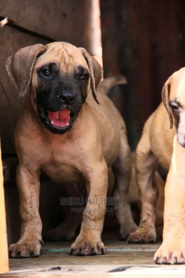 3-6 months Male Purebred Boerboel