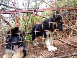 1-3 months Male Purebred German Shepherd