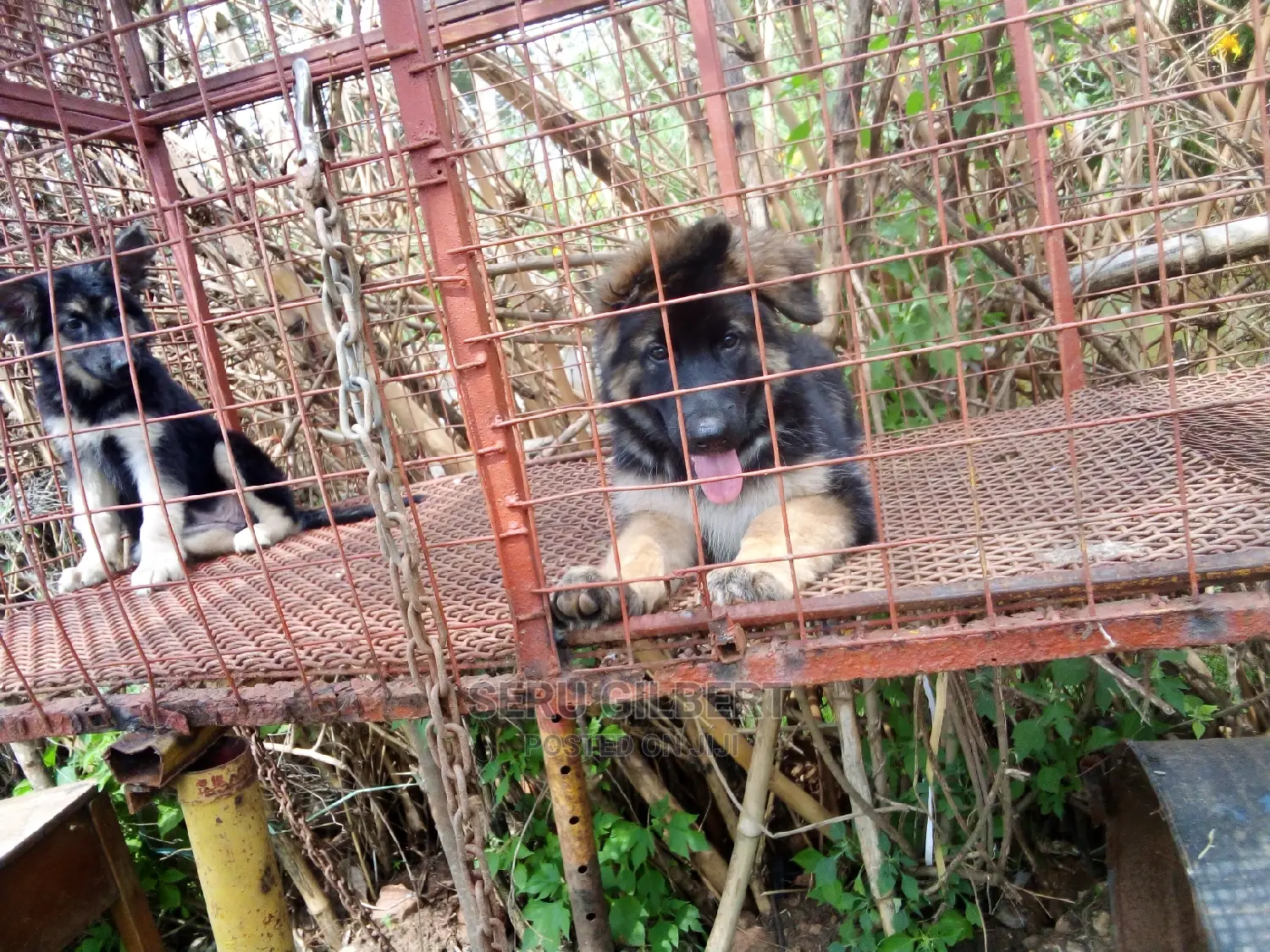 1-3 months Male Purebred German Shepherd