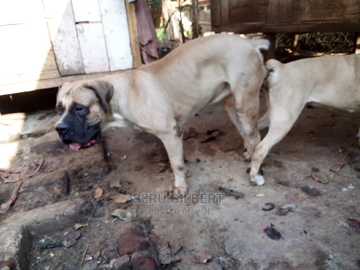 3-6 months Male Purebred Boerboel