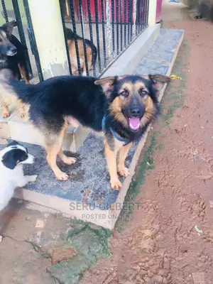 3-6 months Female Purebred German Shepherd