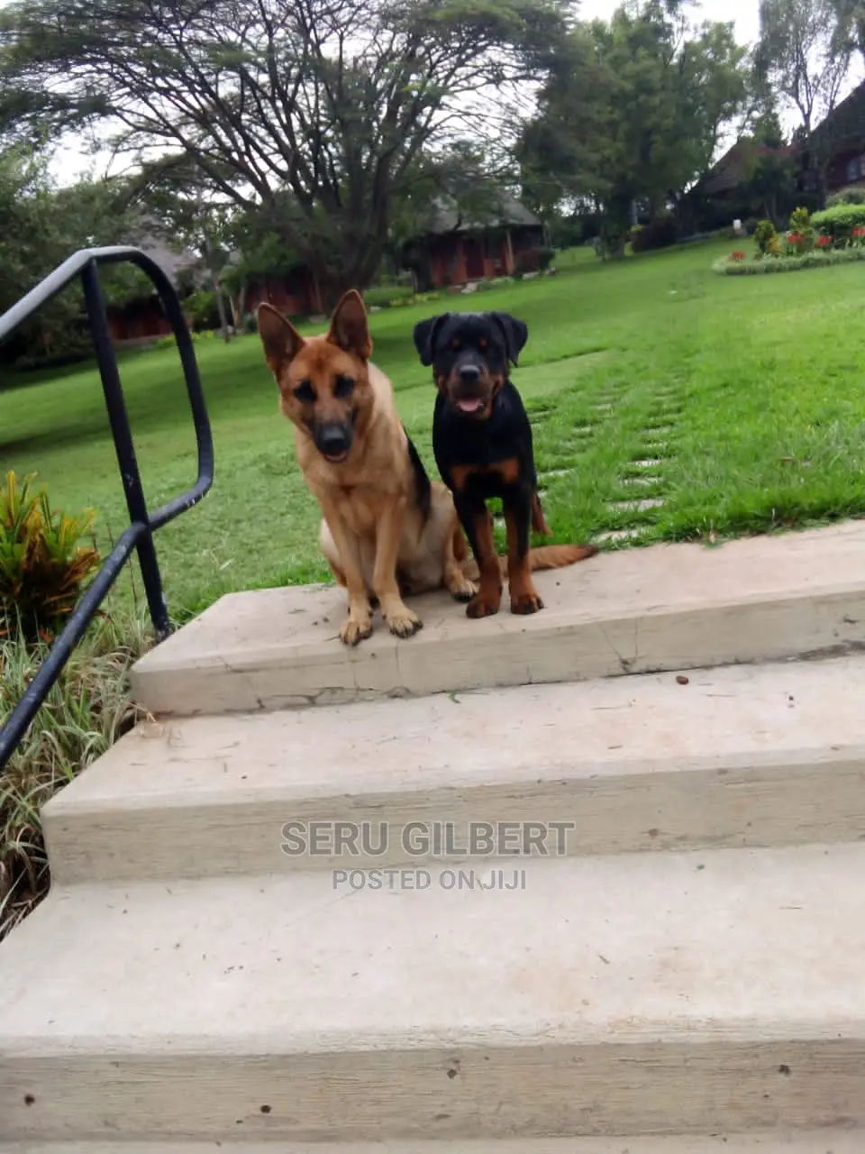3-6 months Female Purebred German Shepherd