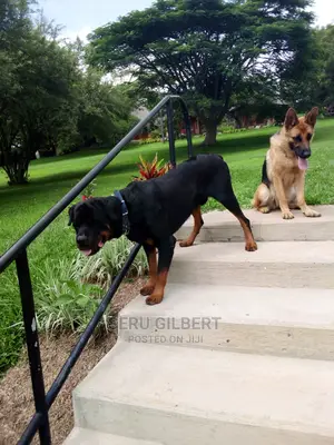 1-3 months Male Purebred Rottweiler