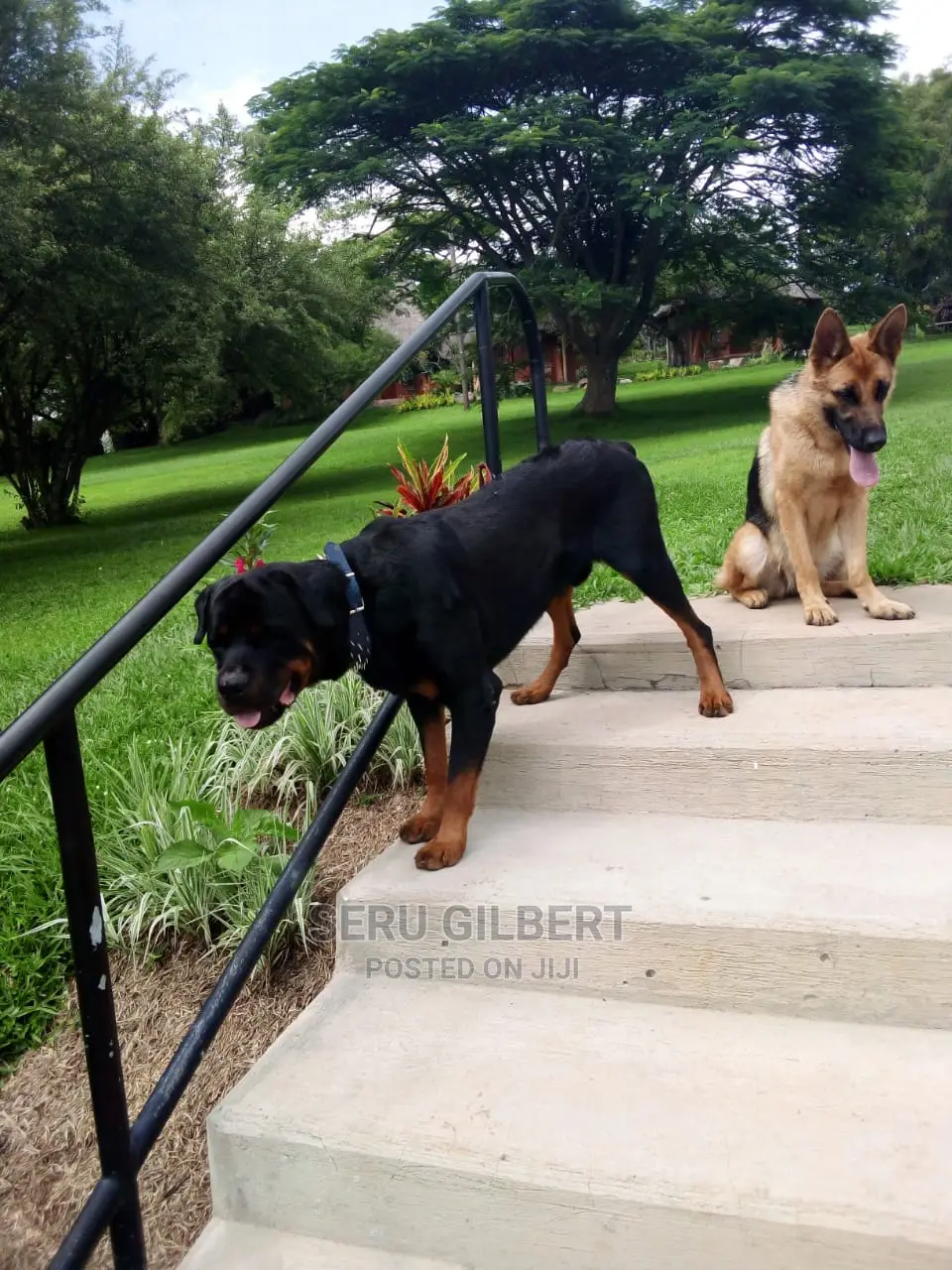 1-3 months Male Purebred Rottweiler