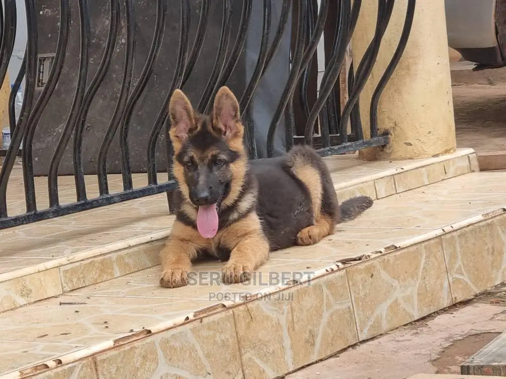 3-6 months Male Purebred German Shepherd