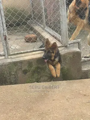 3-6 months Male Purebred German Shepherd