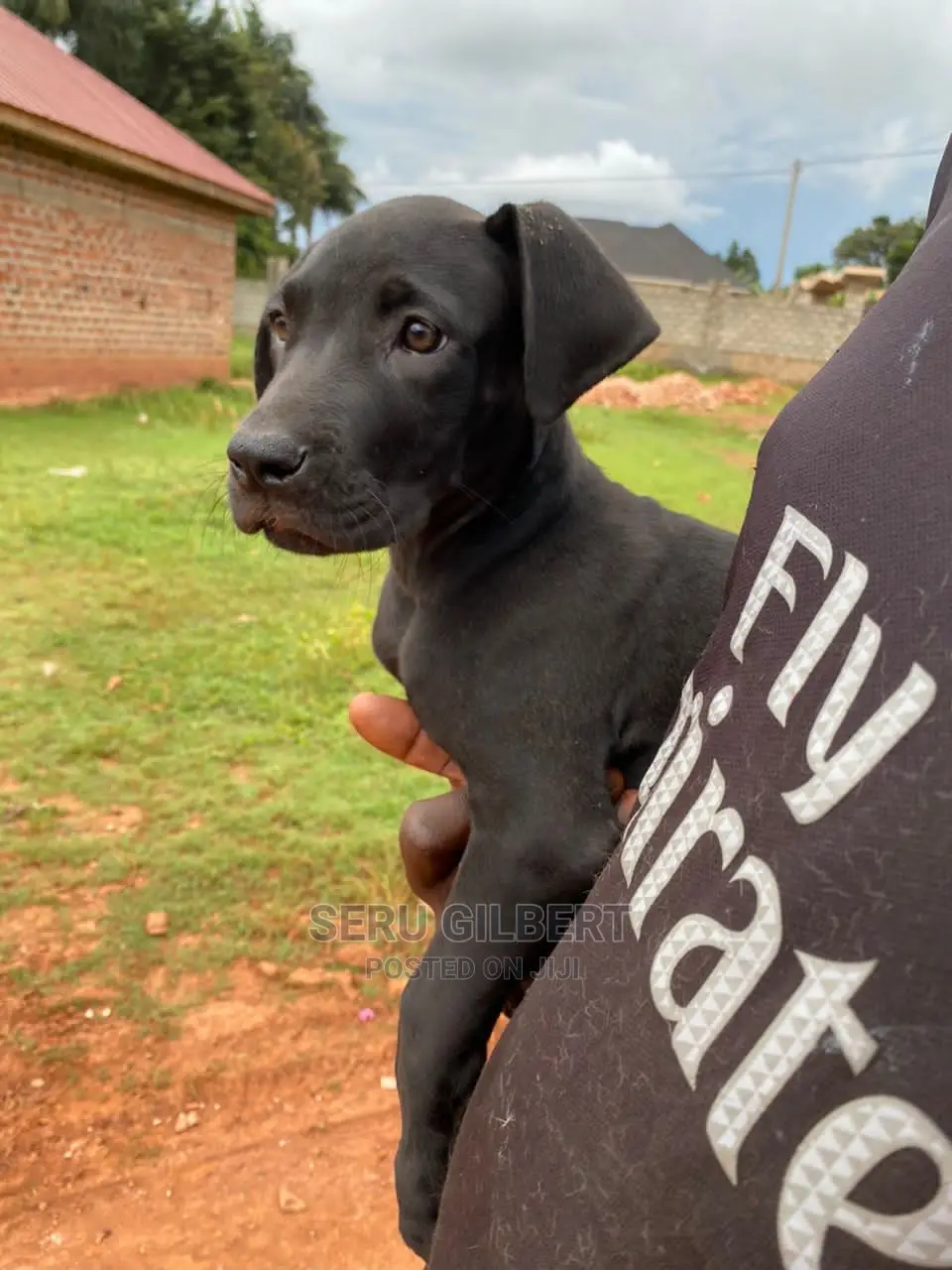 3-6 months Male Purebred Boerboel