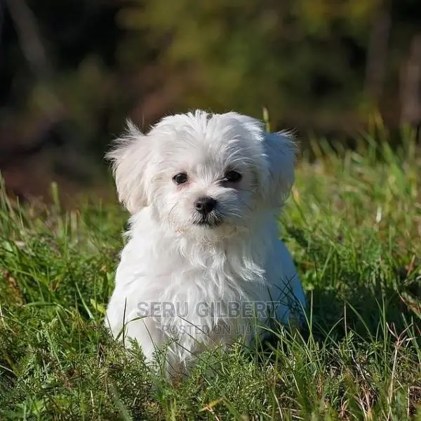 1-3 months Male Purebred Maltese
