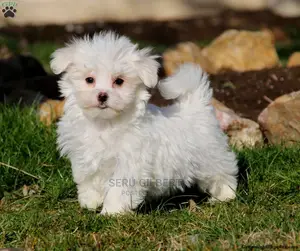 1-3 months Female Purebred Maltese