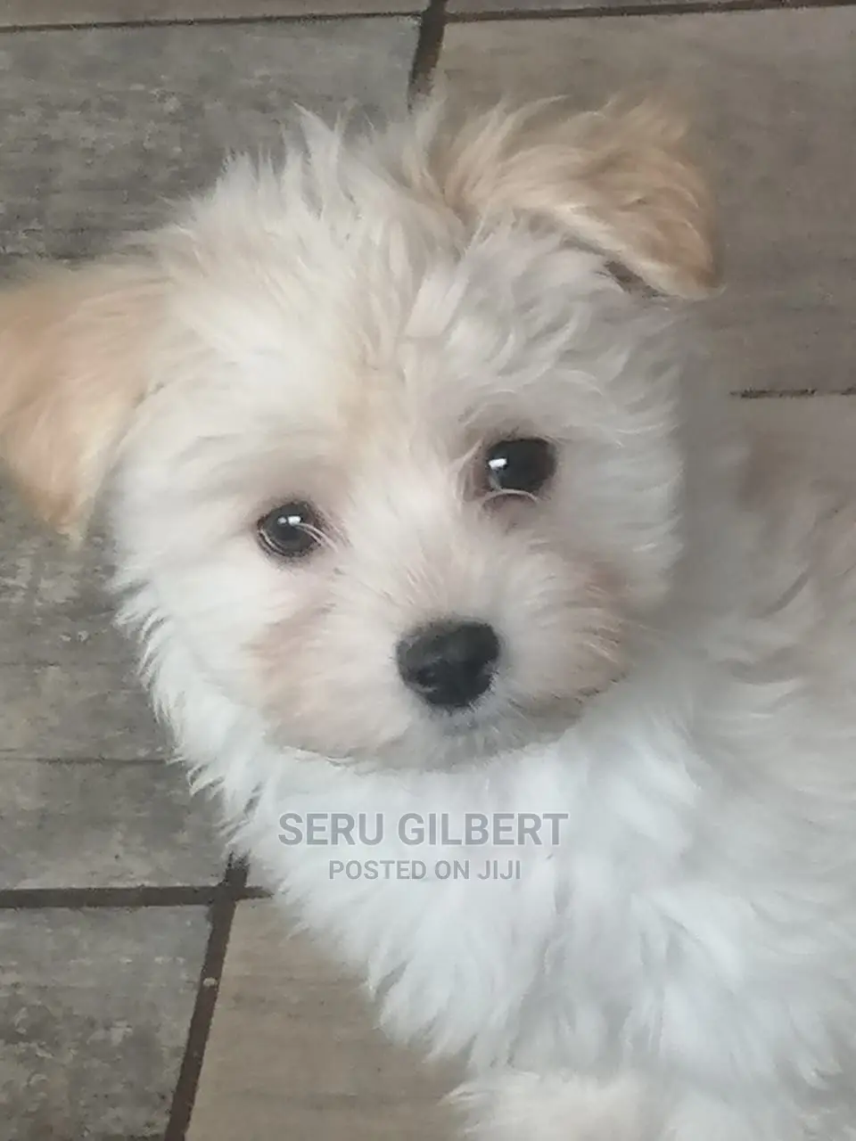 0-1 month Male Purebred Maltese