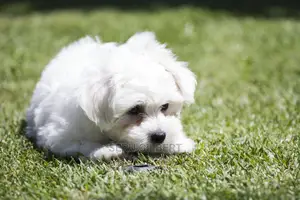 Photo - 1-3 months Female Purebred Maltese