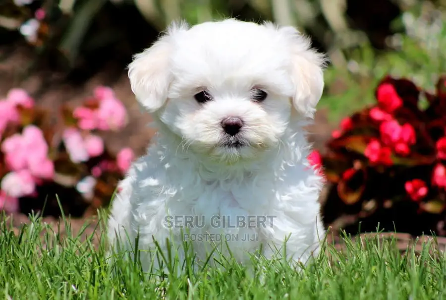 3-6 months Male Purebred Maltese