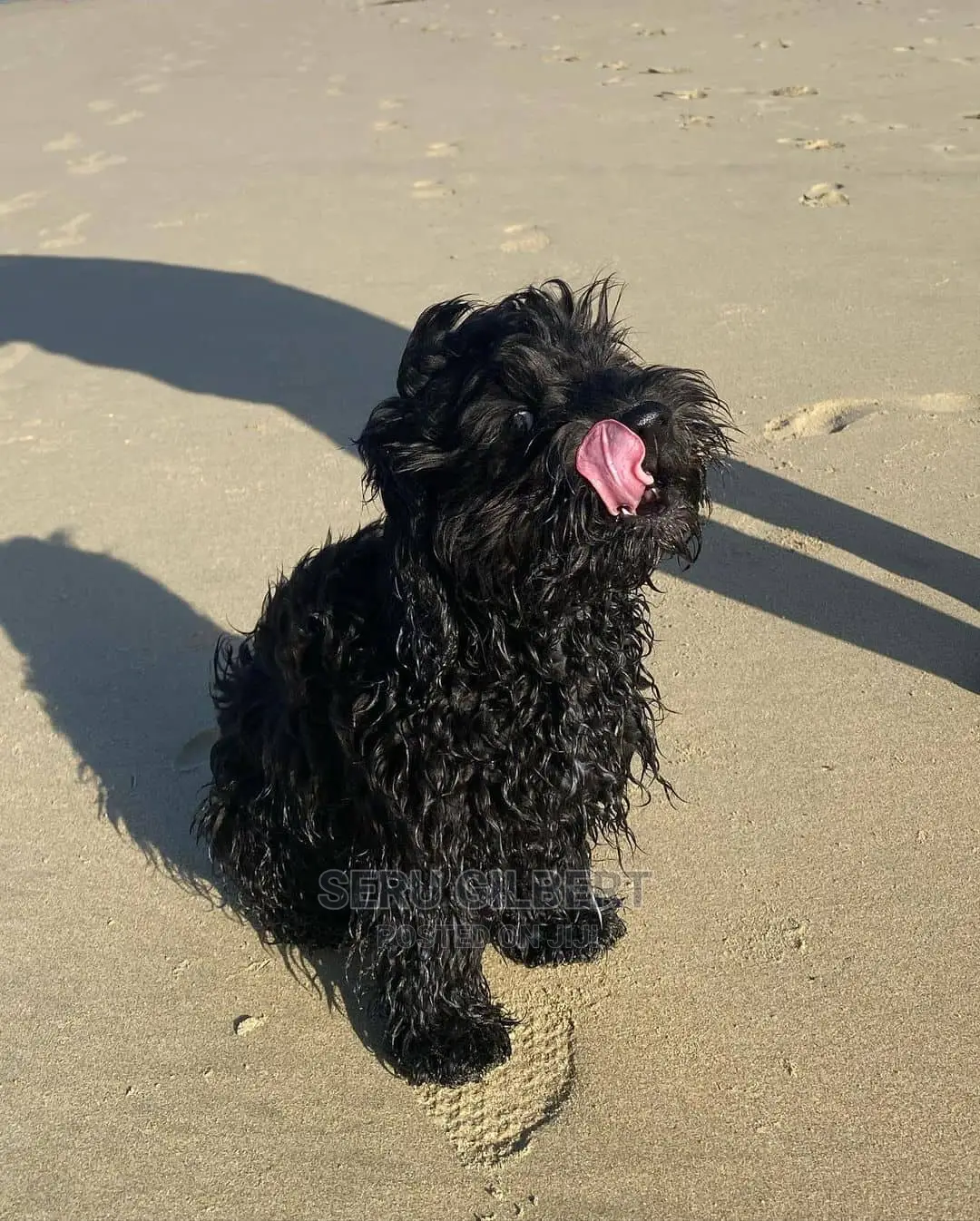 3-6 months Male Purebred Maltese