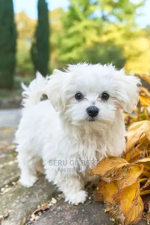 Photo - 0-1 month Male Purebred Maltese