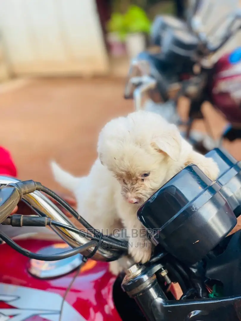 1-3 months Male Purebred Maltese