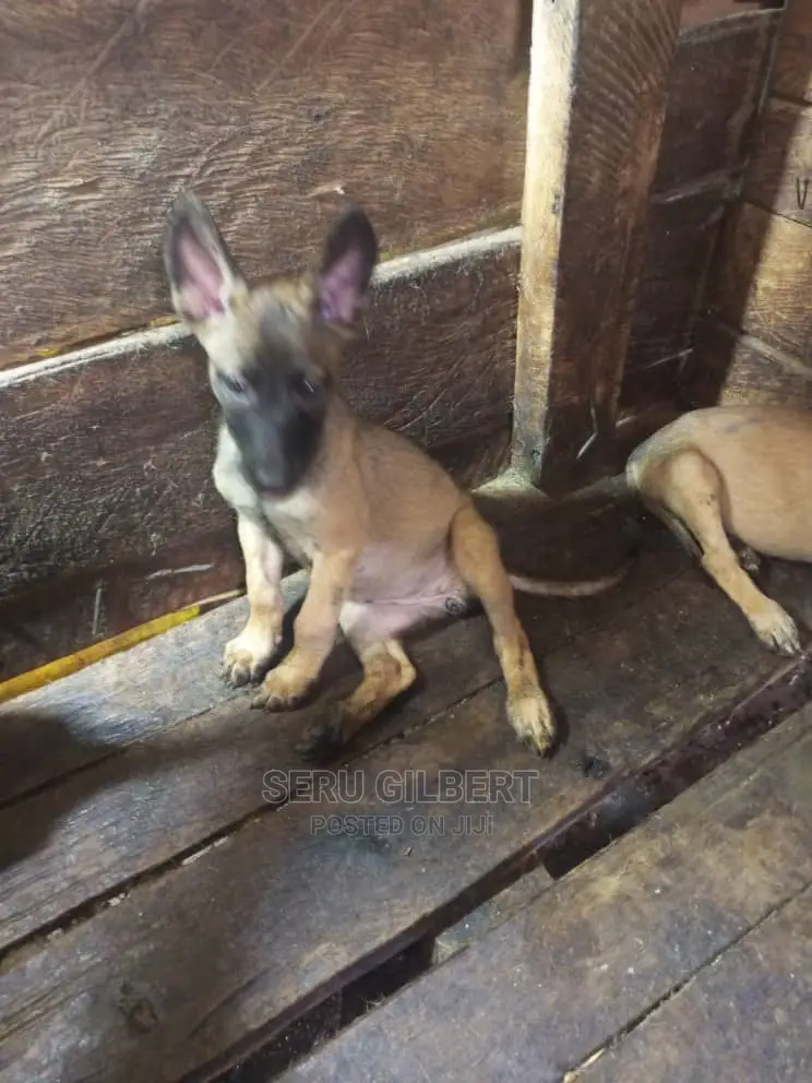 3-6 months Male Purebred Belgian Malinois
