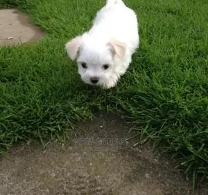 0-1 month Male Purebred Maltese