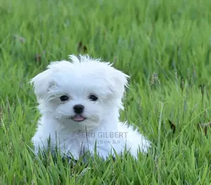 Photo - 1-3 months Male Purebred Maltese