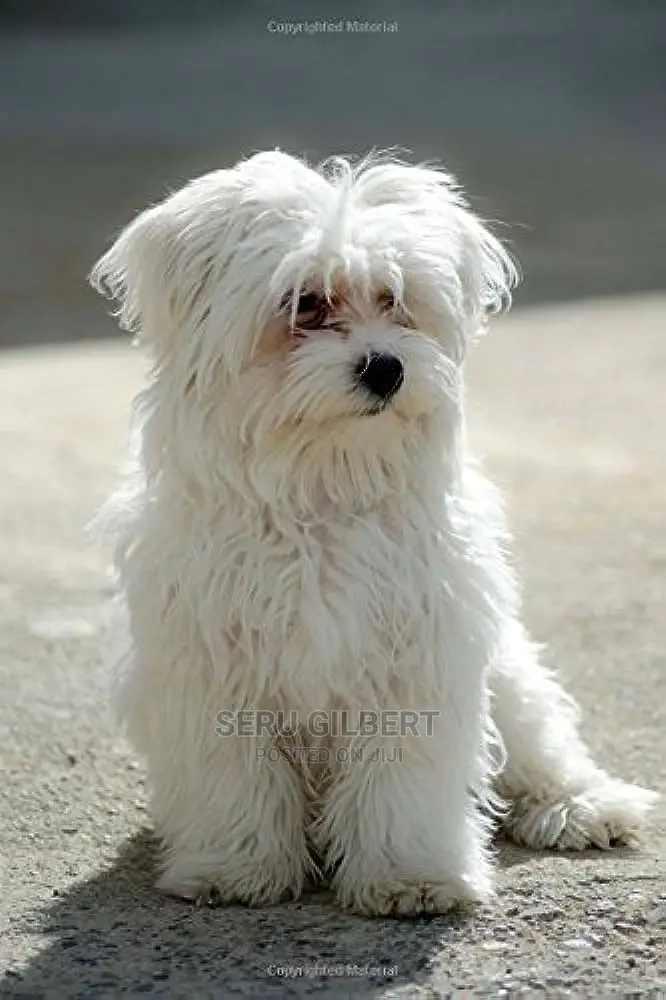 1-3 months Male Purebred Maltese