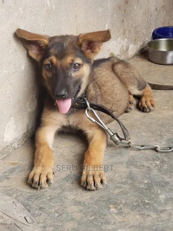 3-6 months Male Purebred German Shepherd