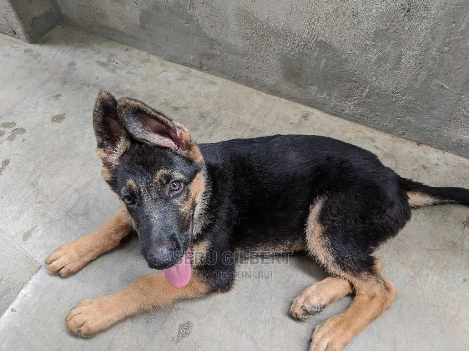 1-3 months Female Purebred German Shepherd