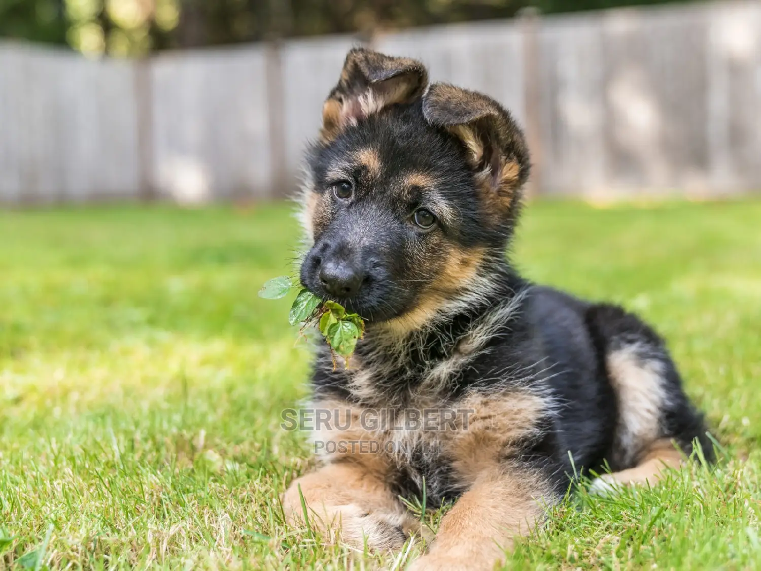 1-3 months Male Purebred German Shepherd