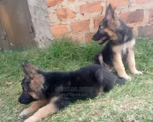 3-6 months Male Purebred German Shepherd