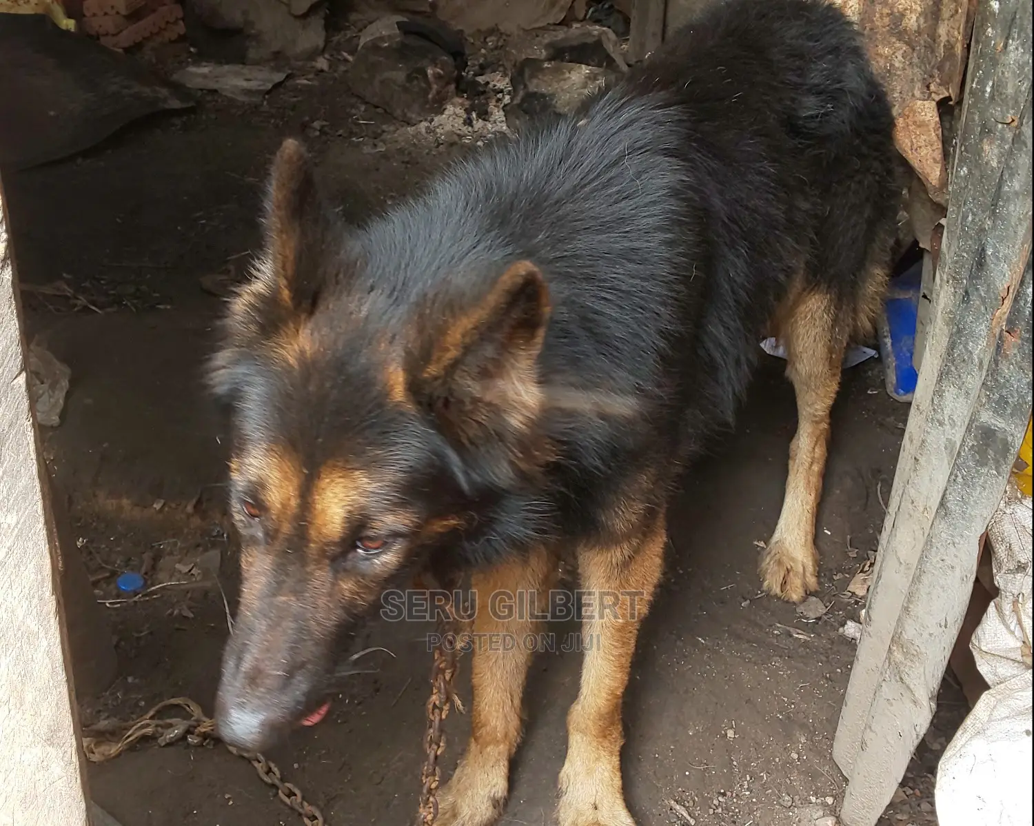 6-12 months Male Purebred German Shepherd
