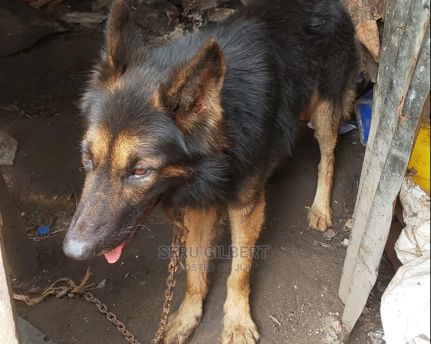 1-3 months Male Purebred German Shepherd