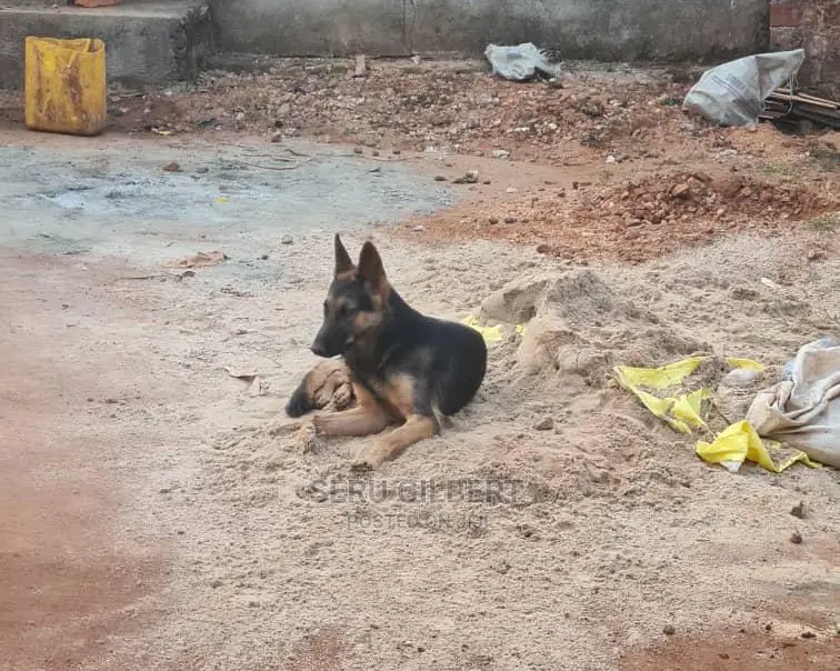 6-12 months Male Purebred German Shepherd